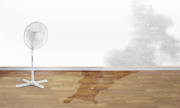 Best Water damage cleanup near me  in Colona, IL